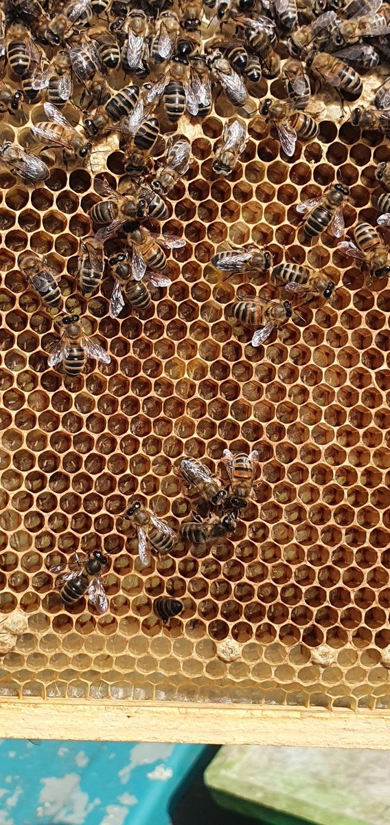 Jolantas queens have really settled in to their new homes, frames of lovely eggs just what I wanted to see today. Now it's time to really feed these ladies up for winter 👌🥰🐝 @yolanda7979 #jolantaqueens #beefarmer #honeybees #beekeeping #scottishfarming #bees