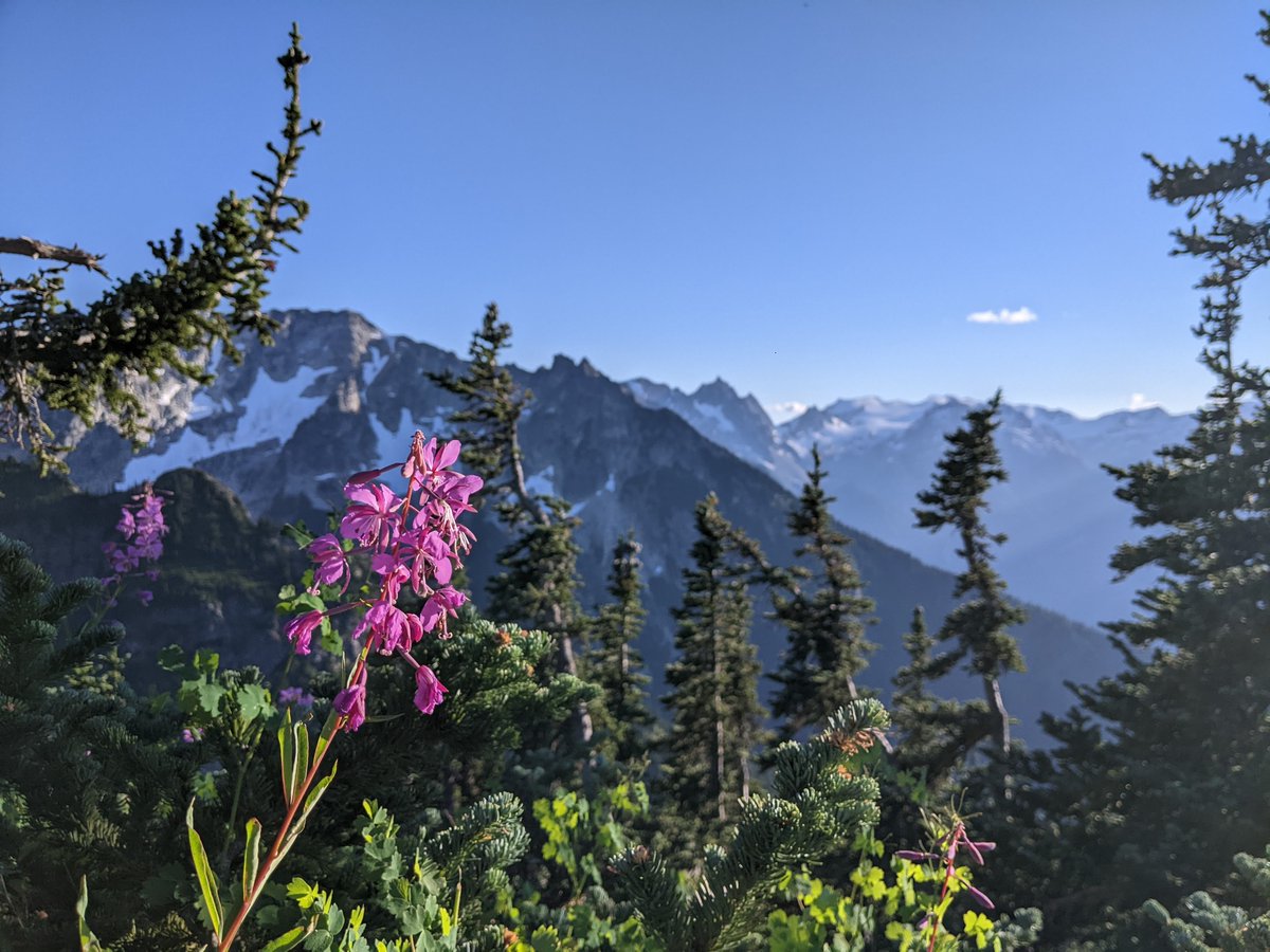 sheilateves's tweet photo. Wild flowers of Glacier Peak Wilderness area
#hiking #beautifulWA https://t.co/umVTW5yBlR