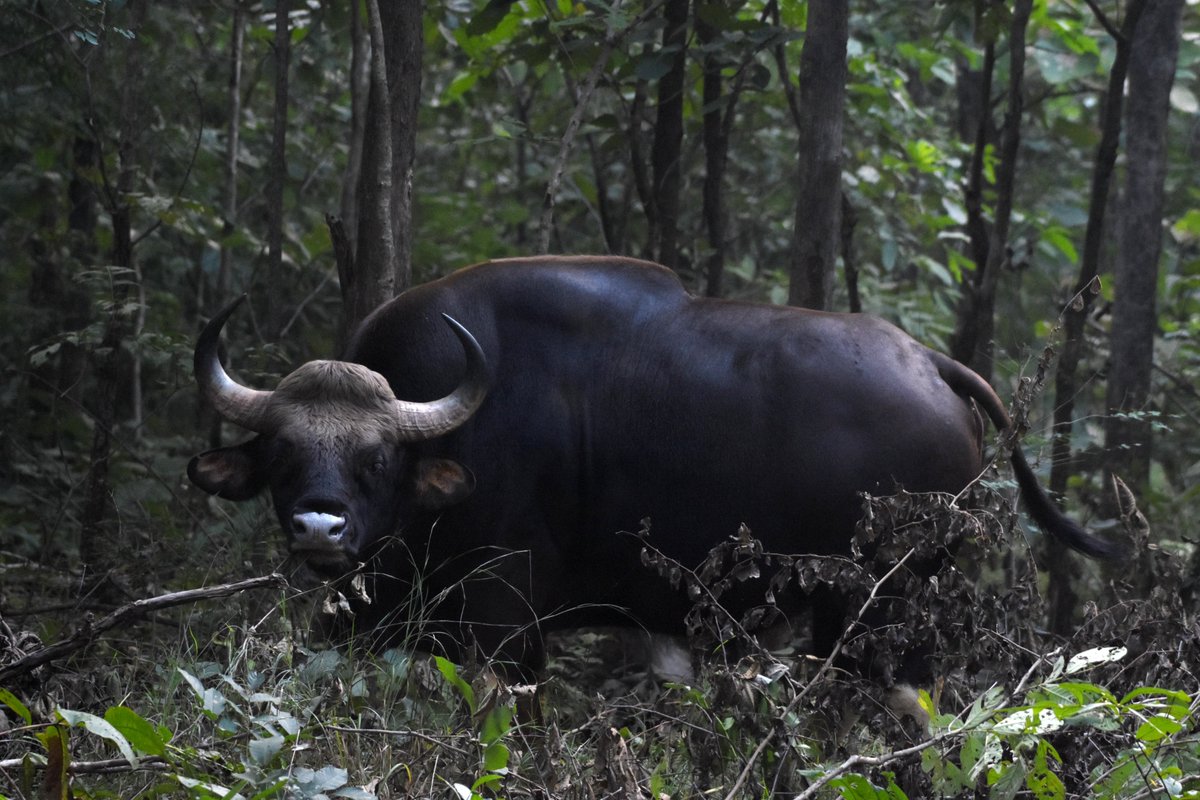 Gaur Sighting in Nagzira