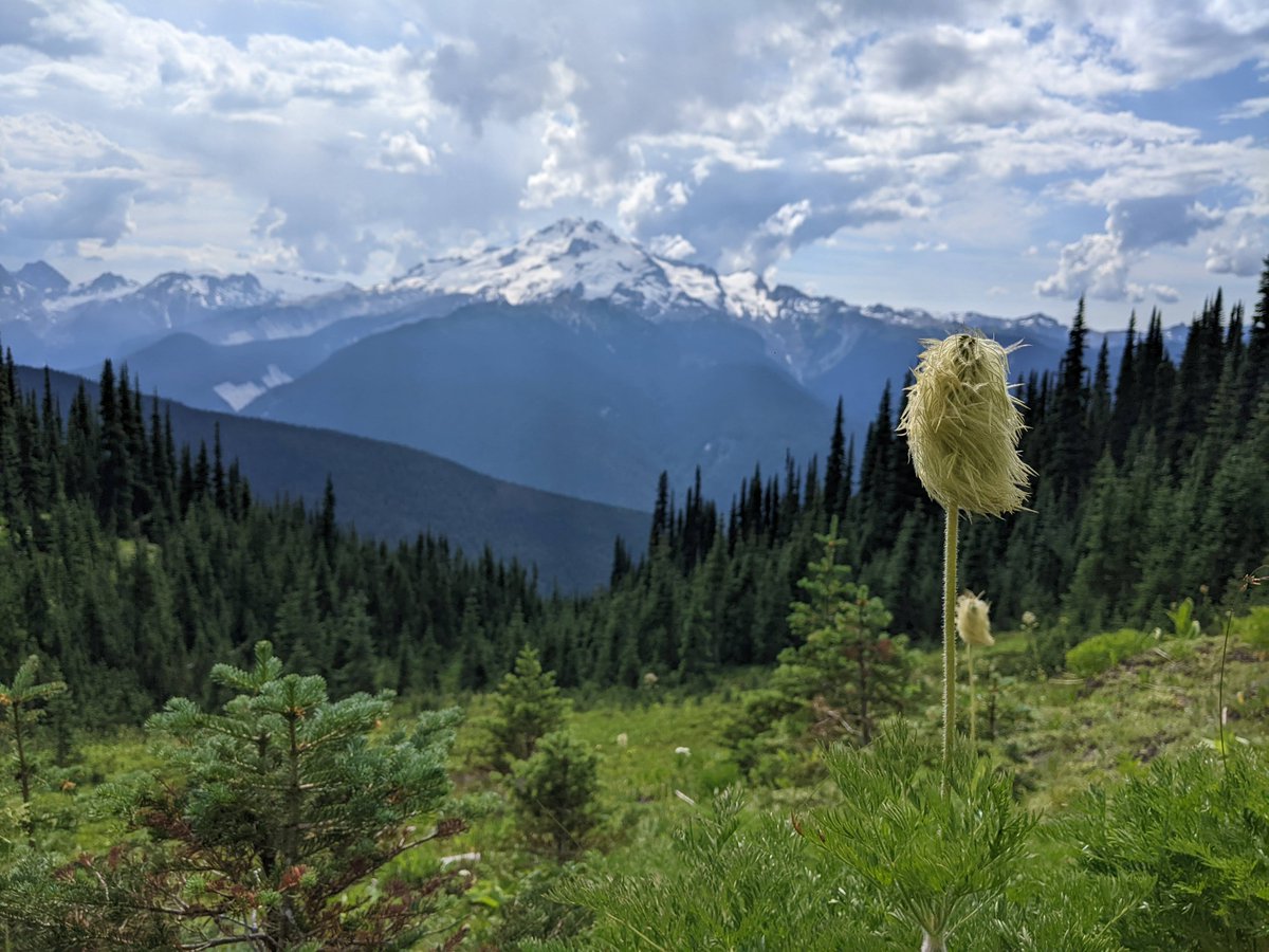sheilateves's tweet photo. Wild flowers of Glacier Peak Wilderness area
#hiking #beautifulWA https://t.co/umVTW5yBlR