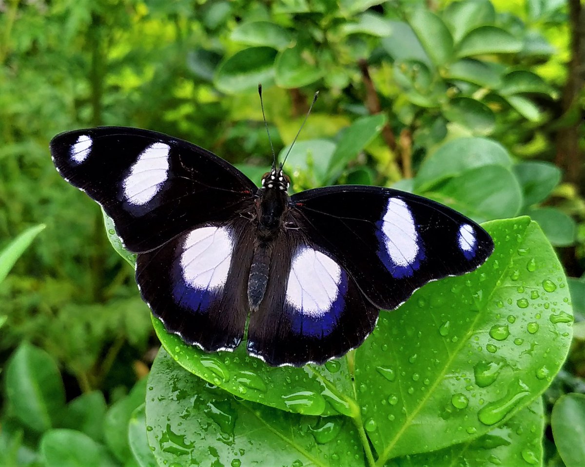Virendra_Uno's tweet photo. A blue beauty #Danaid eggfly male in Unnao, Uttar Pradesh for #TitliTuesday.
#IndiAves.
@IndiAves
#TwitterNatureCommunity #nature 
#NaturePhotography #NatureBeauty
#butterfly 
#mobilephotography https://t.co/7mbyQ7HWnA