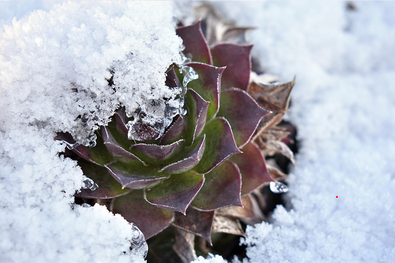 Can succulents survive winter outside? 🪴❄️🌨
succulentsforlife.com/outdoor/outdoo…
#succulentsforlife #succulents #outsidesucculents #outdoorsucculents #ioutdoorplants #succulentsinwinter #wintersucculents