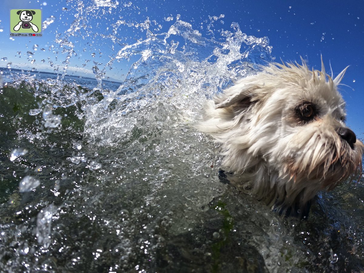 GoProCharlie1's tweet image. GoPro Charlie sez from the times momz literally just throws me in the #sfbay 💦🐶💦😎😂 #GoPro #goprodogs #goprocharlie #dogcelebration #landofdogs #dogsoftwitter #splash #splashdown 💦🐶💦😎😂