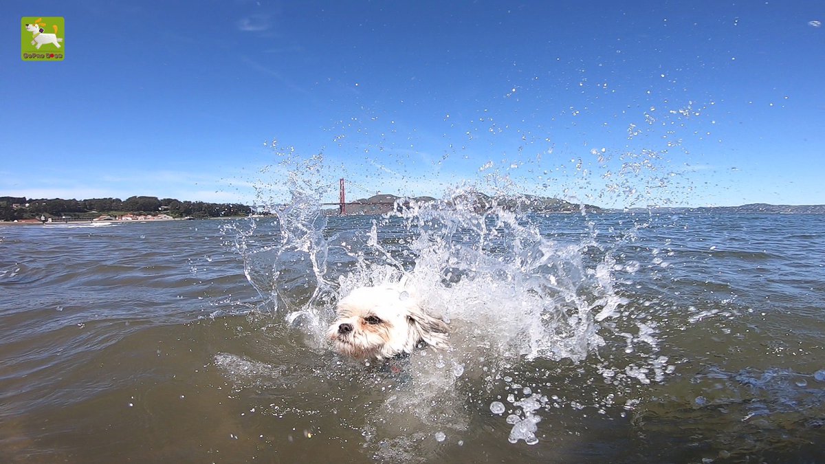 GoProCharlie1's tweet image. GoPro Charlie sez from the times momz literally just throws me in the #sfbay 💦🐶💦😎😂 #GoPro #goprodogs #goprocharlie #dogcelebration #landofdogs #dogsoftwitter #splash #splashdown 💦🐶💦😎😂