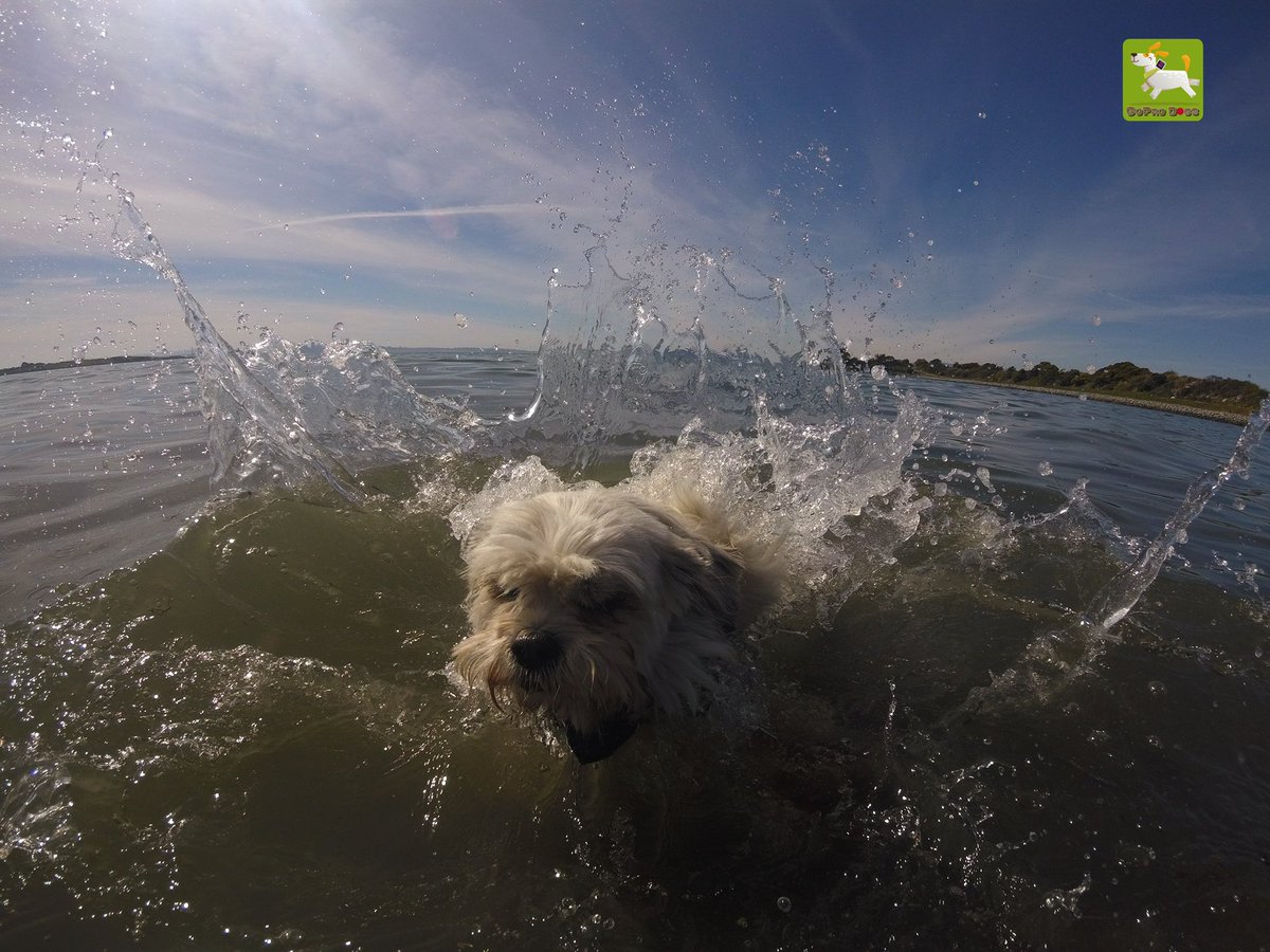 GoProCharlie1's tweet image. GoPro Charlie sez from the times momz literally just throws me in the #sfbay 💦🐶💦😎😂 #GoPro #goprodogs #goprocharlie #dogcelebration #landofdogs #dogsoftwitter #splash #splashdown 💦🐶💦😎😂