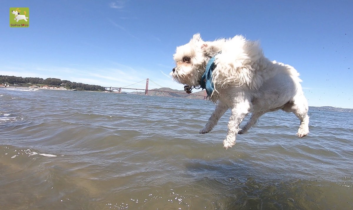 GoProCharlie1's tweet image. GoPro Charlie sez from the times momz literally just throws me in the #sfbay 💦🐶💦😎😂 #GoPro #goprodogs #goprocharlie #dogcelebration #landofdogs #dogsoftwitter #splash #splashdown 💦🐶💦😎😂