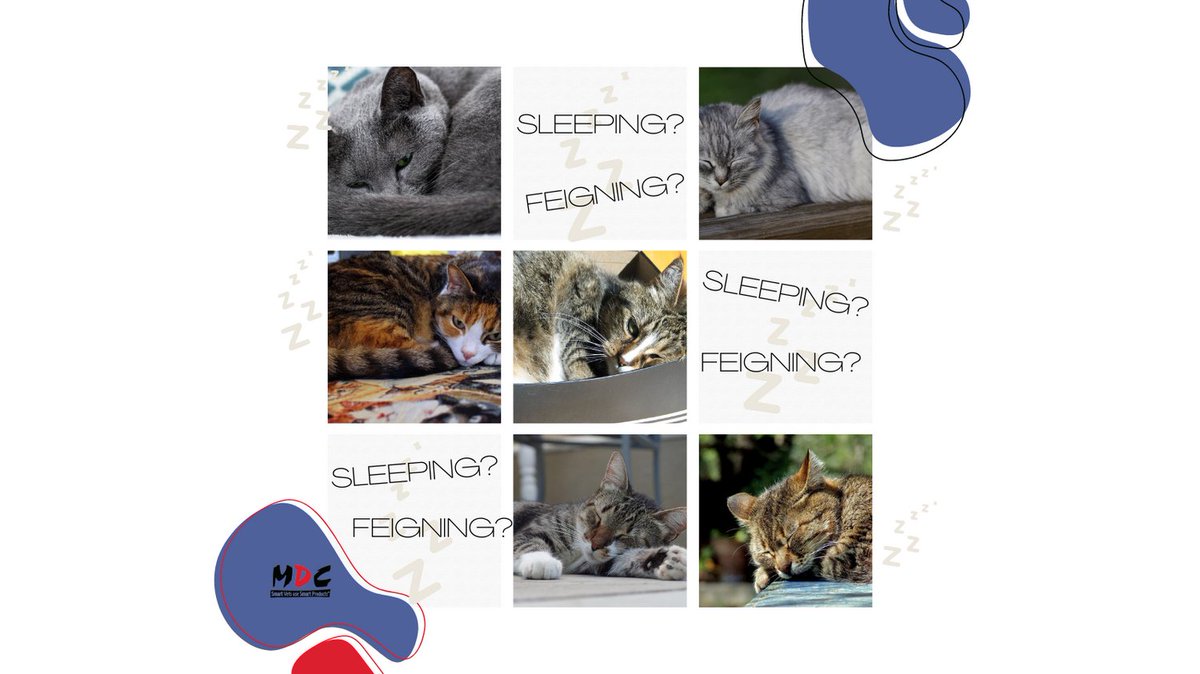 Could these cats simply be sleepy? Or might they be pretending?
Much depends on the context but let's imagine they have just come into your care. Which do you think is doing just fine? May some need extra thought to help them to settle?
Just for fun. Discuss!
#doingitforthecats