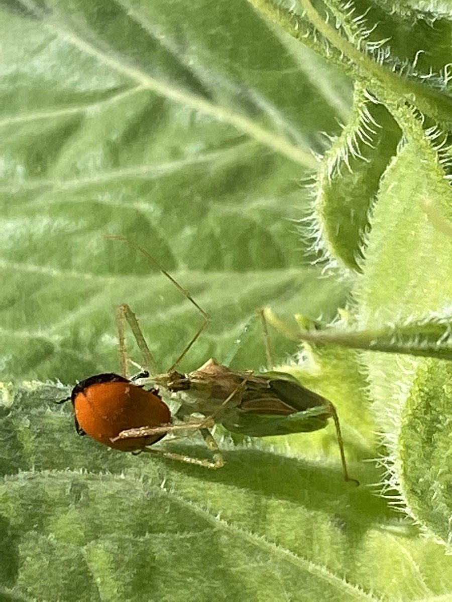 JoeDelBosque's tweet photo. Unfortunately, sometimes the good guys stumble into their sights. #assassinbugs #ladybug #entomology #insects #organicfarming https://t.co/oHlca3Umtq