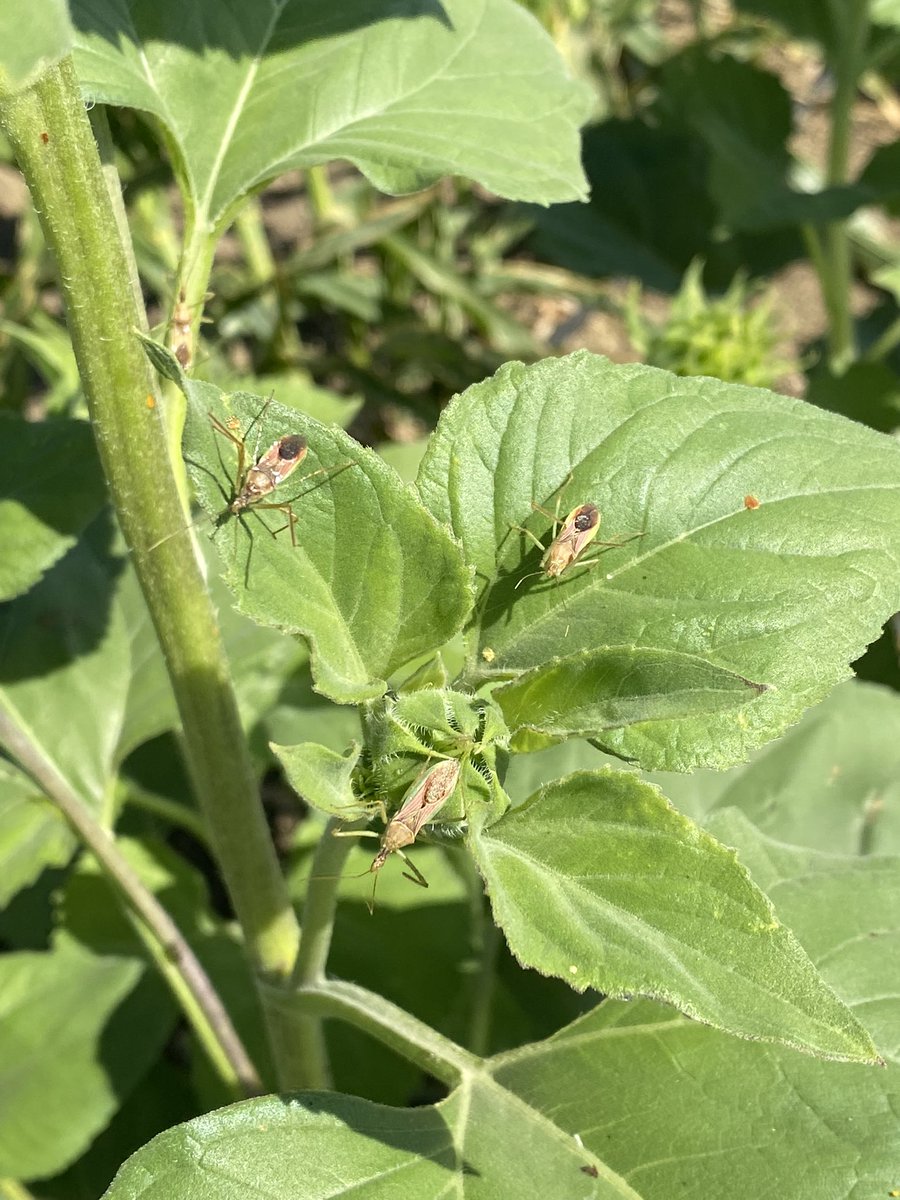 JoeDelBosque's tweet photo. If you’re a bug, you do NOT want to crawl on these leaves. These are assassin bugs on sunflower plants in our habitat area. #bugs #assassinbugs #organicfarming #Entomology https://t.co/5iCq9Acfey