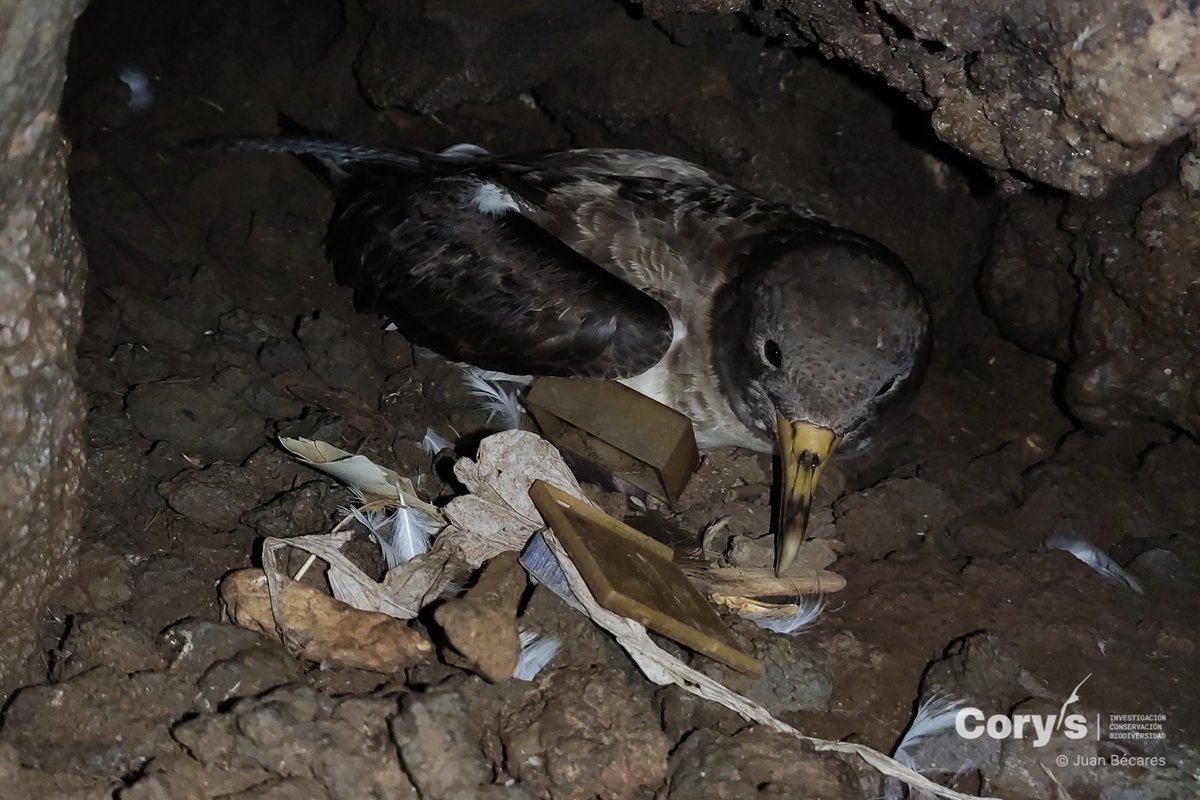 CorysSCCL's tweet photo. ¿Cúanto plástico hay en nidos de aves marinas? Gracias al #ProyectoLIBERA de 
@SEO_BirdLife hemos podido cuantificarlo por segundo año consecutivo en nidos de 4 especies canarias (pardela cenicienta, petrel de Bulwer, paíño europeo y gaviota patiamarilla): https://t.co/lxFJJXX7gO https://t.co/CTCWahbF1t