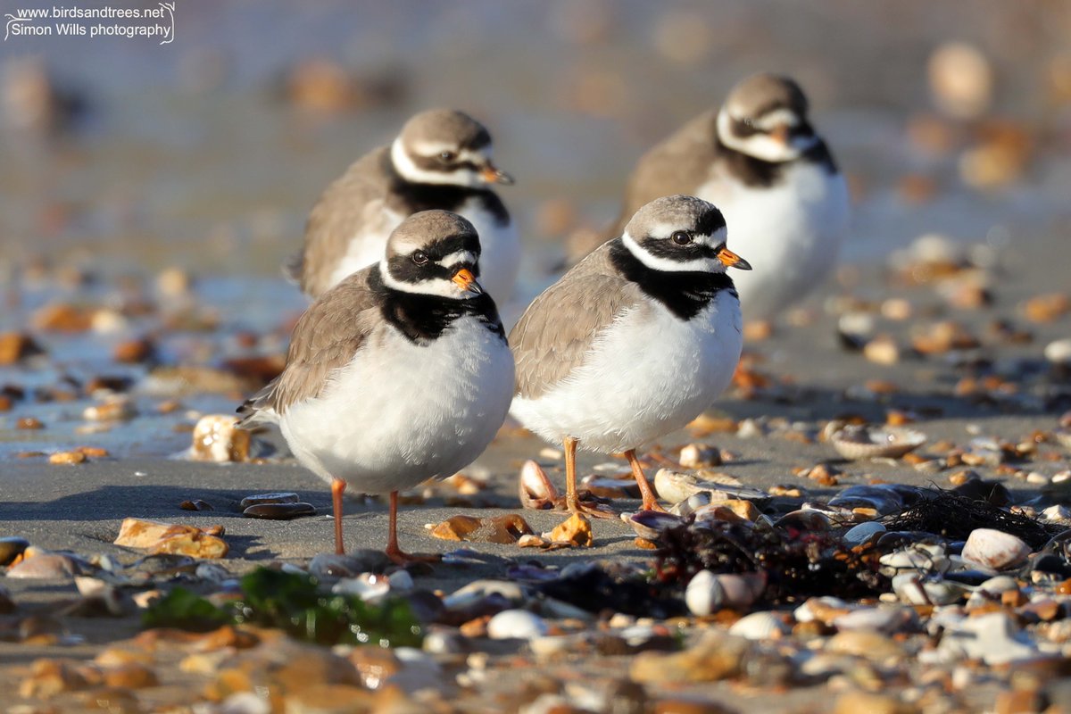 I'm very fond of the Ringed Plover and I love this photo of four of them waiting on the tideline. They look a little bit like miniature penguins. #birdtonic #wader #birdphotography #BBCWildlifePOTD