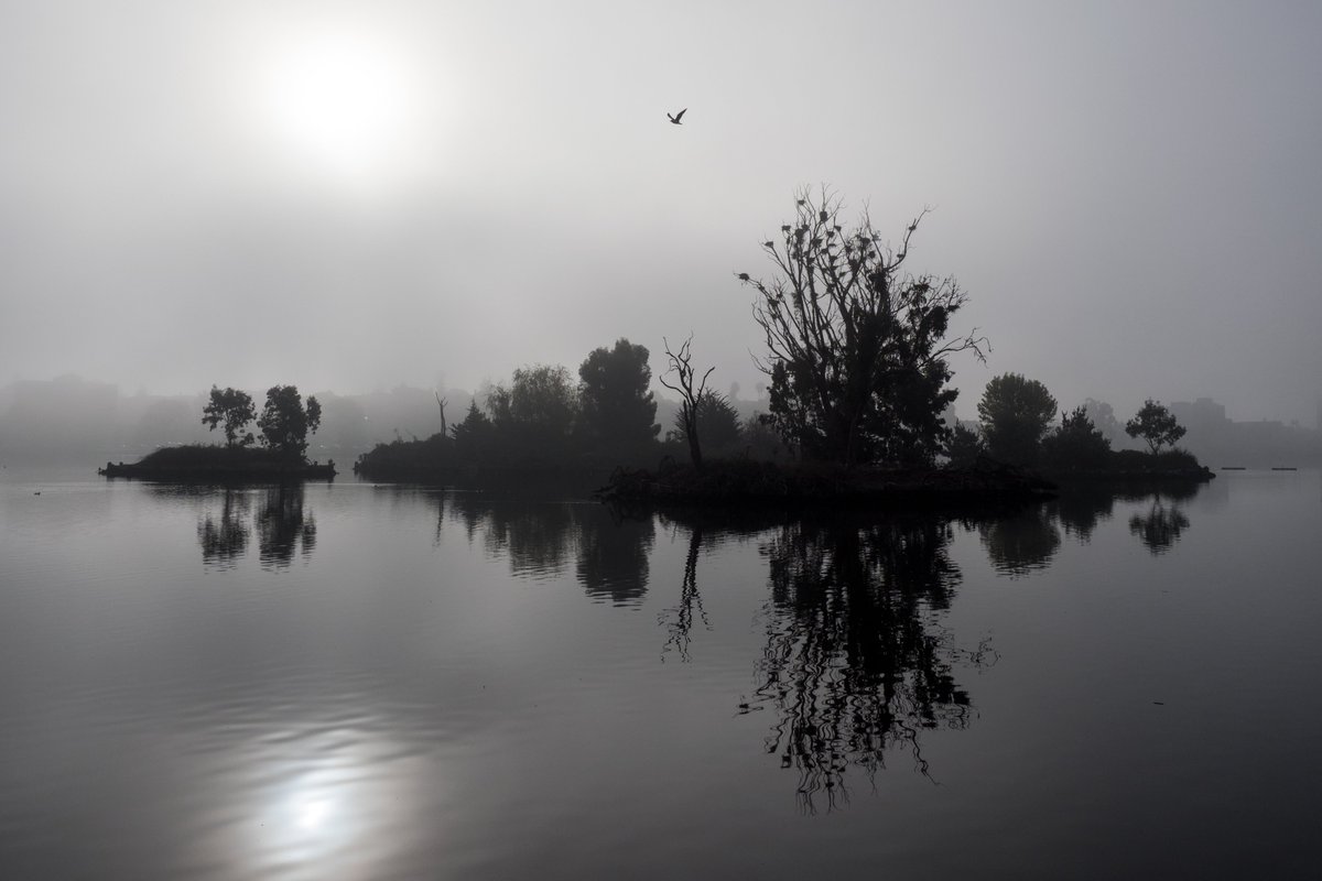 Lake Merritt bird sanctuary at sunrise on a foggy day. The tall tree is a lively cormorant rookery.

#LakeMerritt