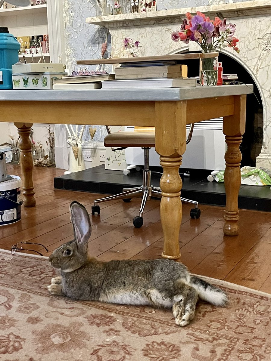 SusanBourne17's tweet photo. My art room companion ๐๐#continentalgiant #bigrabbit https://t.co/AutNYXYVT9