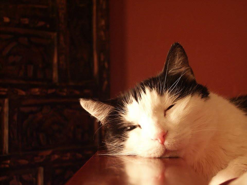 kittywyldchyld's tweet photo. “What greater gift than the love of a cat.” #catlady #cats #catportrait #allcatsarebeautiful #mycat #sleepykitty #ripmyheart #catlove #charlesdickensquotes #charlesdickens #catquotes #qotd https://t.co/vVG9N9FOxA