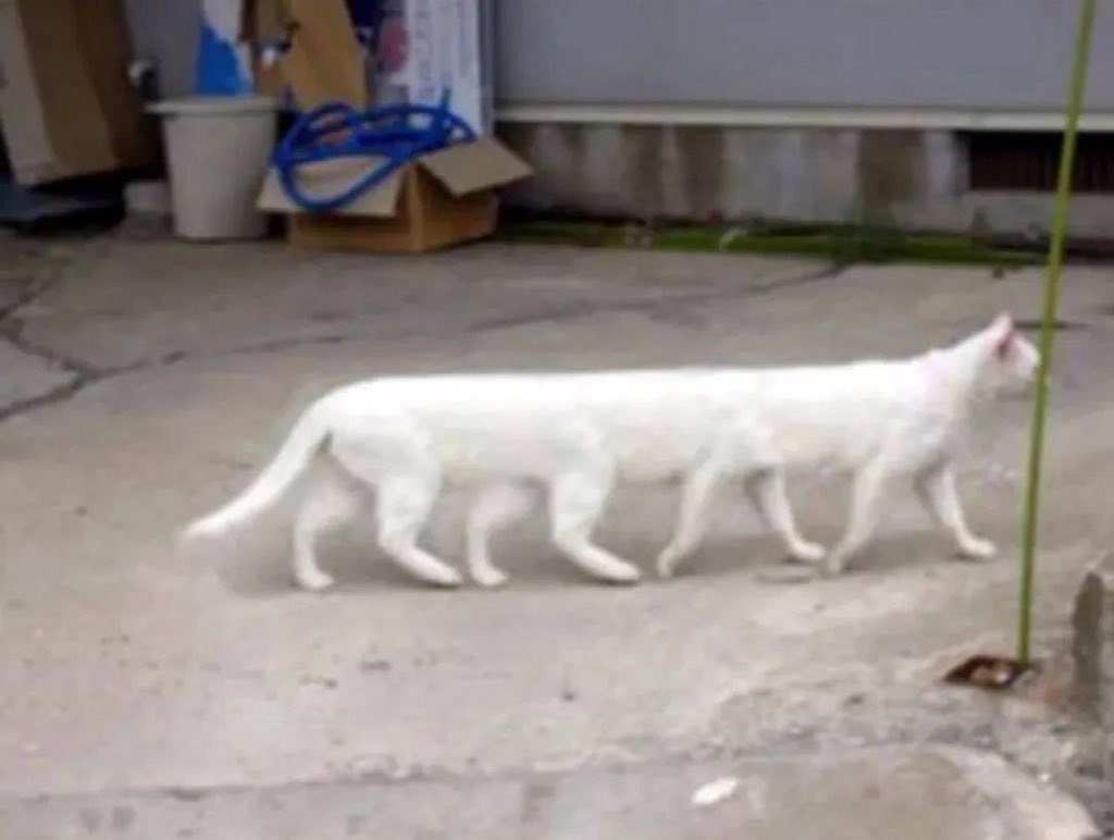 Me_ow_CatPower's tweet photo. “ cAAAAAAAt~”

#cat #kitty #meow #kitten #catlover #pet #animal #kat #kittycat #catoftheday #MeowCatPower #Caturday #CatsOfTwitter #CuteCats #Catholic #catshop #catphoto #catimage #catpaw #paw #catphotography #catgram https://t.co/ZUJVSpWZfq