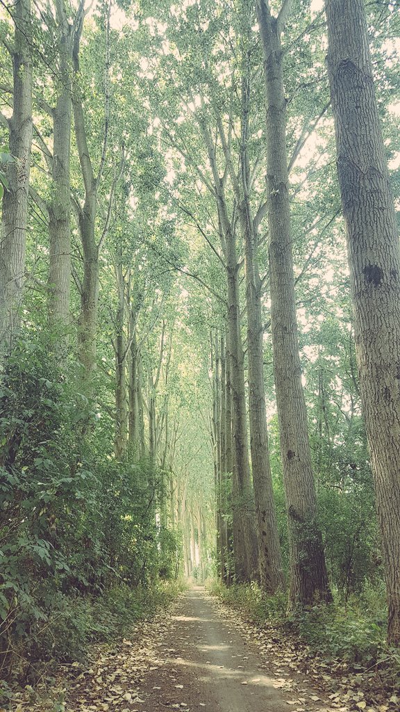 hoekzema59's tweet photo. https://t.co/vg4ZjMIaIm #grensgeval .. op de #fiets tussen #niel #duitsland en #leuth #nederland kom ik deze nederpop versie van de #darkhedges #got tegen .. https://t.co/LBP55Z7S1C