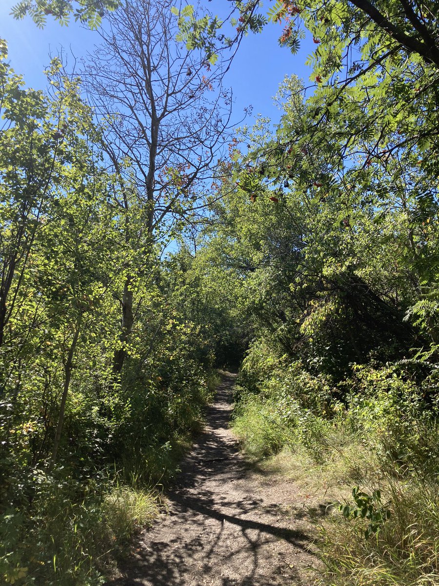 Pretty darn great day out today #yeg, if you can head out for a walk on your lunch break, today’s the day