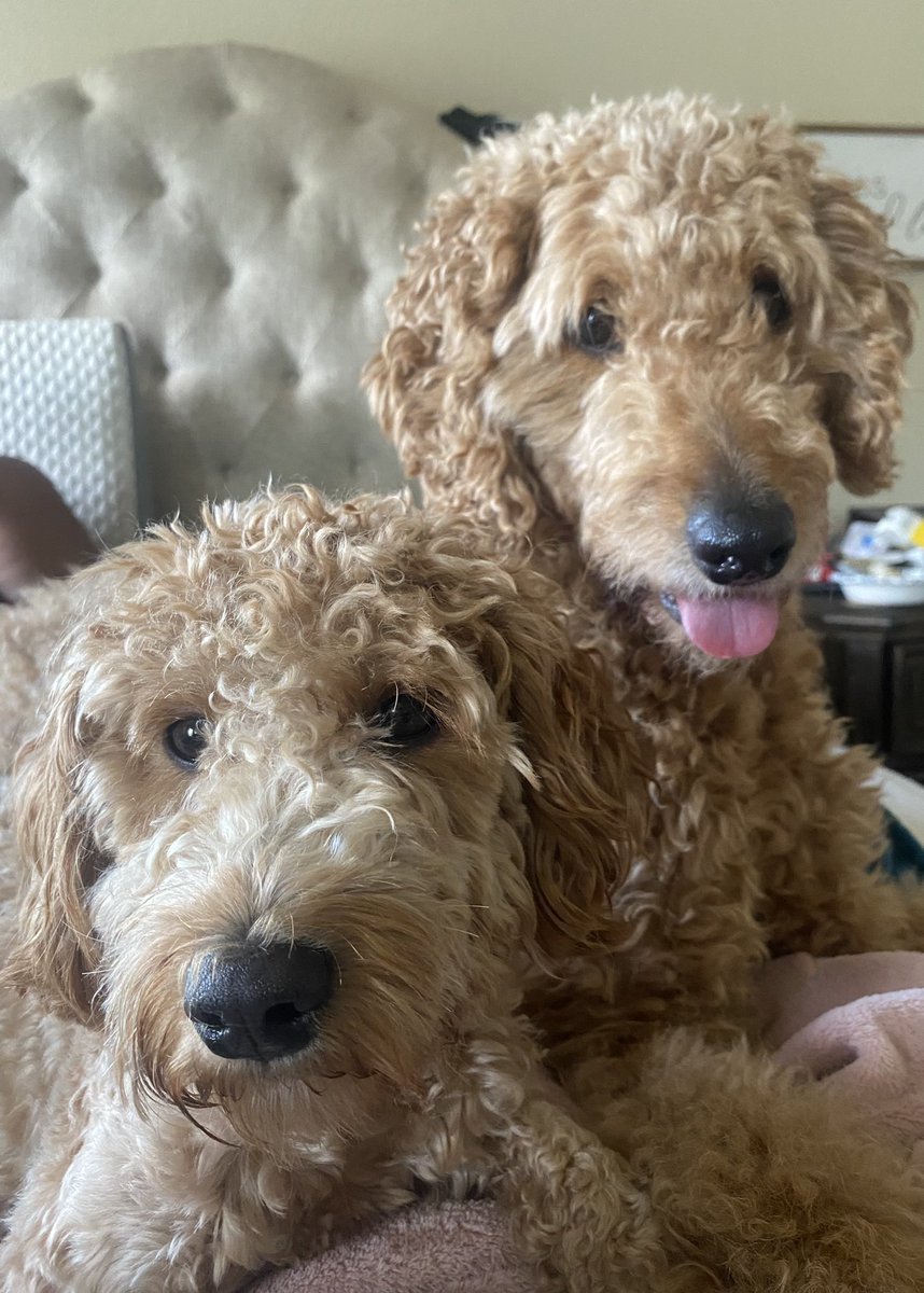 McDonaldN1908's tweet photo. I just attended my first lunch bunch for the school year with our virtual students! Thanks Ms. Jalufka for being such a cool host! Honey and Nala were a hit! #fisdplus #fisdmadetoshine https://t.co/lTKjMcAz0T