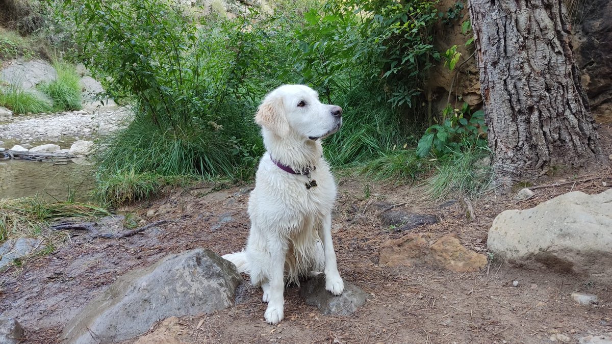 Josico75 tweet media