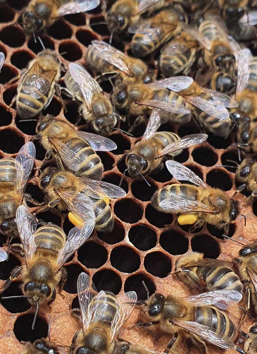 Lots of mustard pollen coming in from a patch planted in a feild for the pollinators