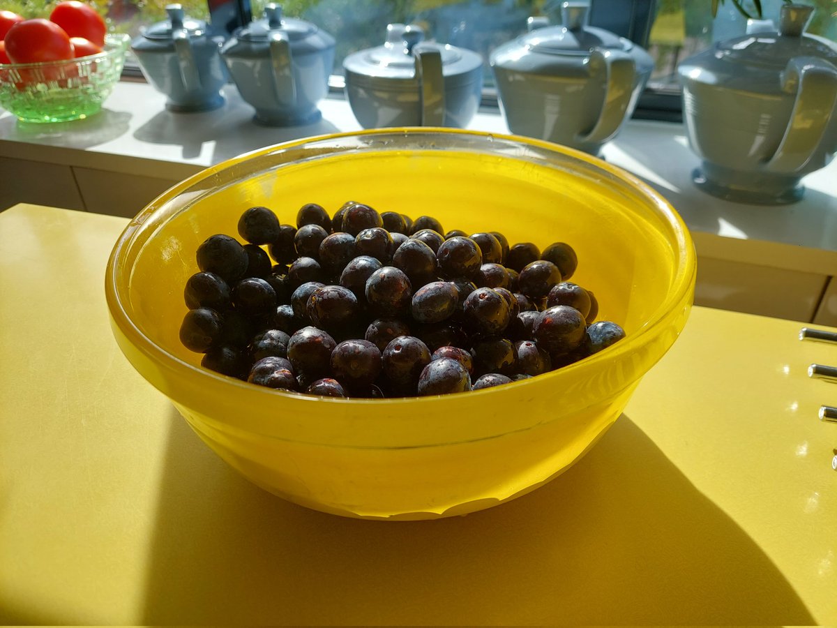 ControlTowerNC's tweet photo. 'Tis the season... damsons aplenty this year.
My first attempt at damson jam - a bit of a faff with all those little stones but nice result.
Will be available to guests soon :)
#damson #damsonjam #gardenharvest #miniorchard #digforvictory #deferredgratification #onthemenu https://t.co/jwt2U6b82b
