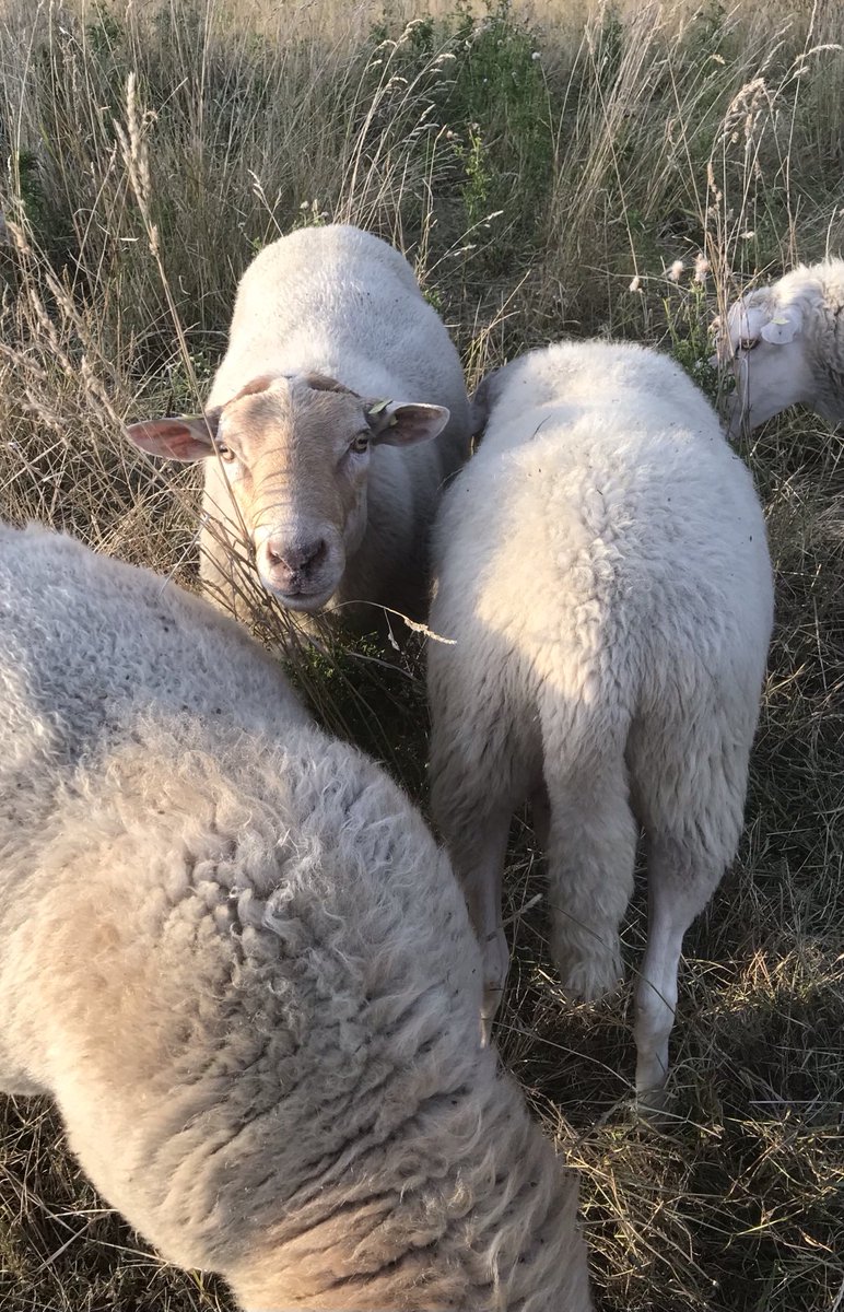 gocisac's tweet photo. Nader tot de schapen https://t.co/XOOx7e9dEU #Sheap https://t.co/hnTiKYriNz