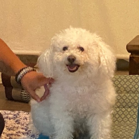 joychivet's tweet photo. Sweet Peanut was here today for medical manipulation and acupuncture tune up! He did well after his first treatment last week and had an early bed time for the day, his mom said. #Hampton #TraditionalChineseVeterinaryMedicine #VeterinaryMedicalManipulation #WeLoveDogs https://t.co/XUkosNrUvt