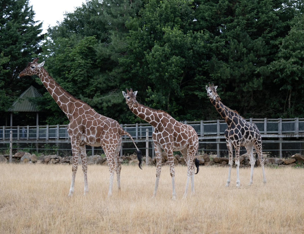 banhamzoo's tweet image. Have you ever wanted to meet a giraffe? 

Our giraffe encounter offers the opportunity to say hello to our resident giraffes from a private viewing platform, and you’ll have the chance to feed them too! The experience can be booked online: zsea.org/banham/tickets…