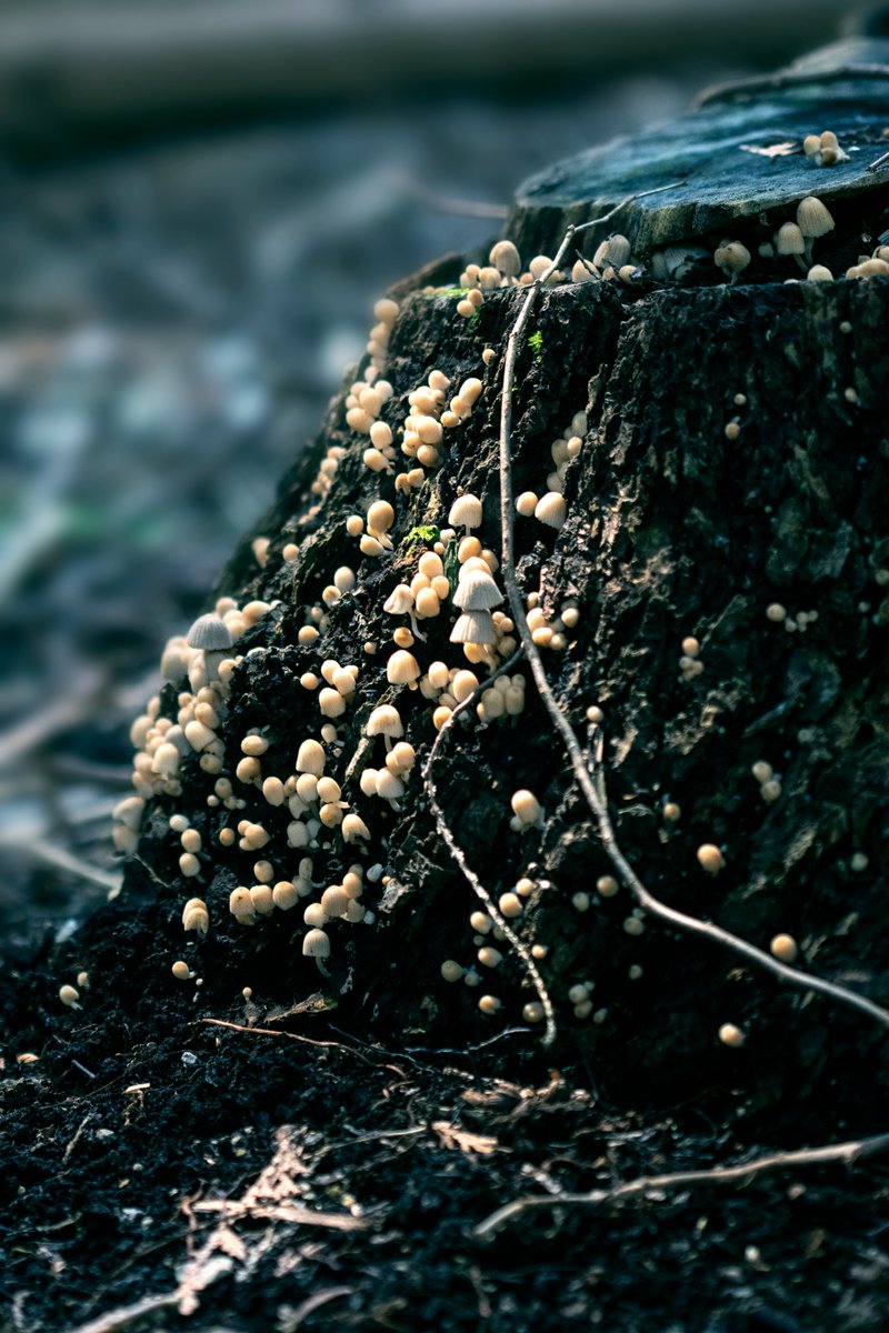 lightthebright's tweet photo. Mushy Madness!

#mushrooms #fungi #mushroom #forest #macro #hiking #macrophoto https://t.co/7sfVBz1S3M