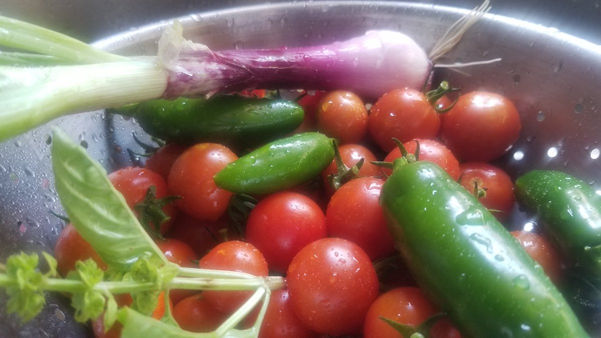 Fresh from the garden (that I may have forgotten about for two weeks)