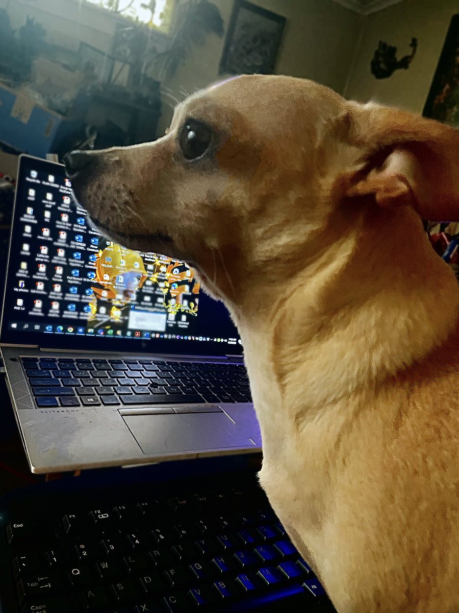 sarahanunn's tweet photo. My song: I don’t wanna work, I just wanna bang on the drum all day….
Jasper’s song: I don’t wanna work, I just want to bork on your desk all day….
🎶🎵🎶
#DogsWorkingFromHome #BorkBorkBork #HEAD #MOVE #Chihuahua #RescueDog #DogsofTwittter #DogsOnTwitter https://t.co/rXr5wkghG1