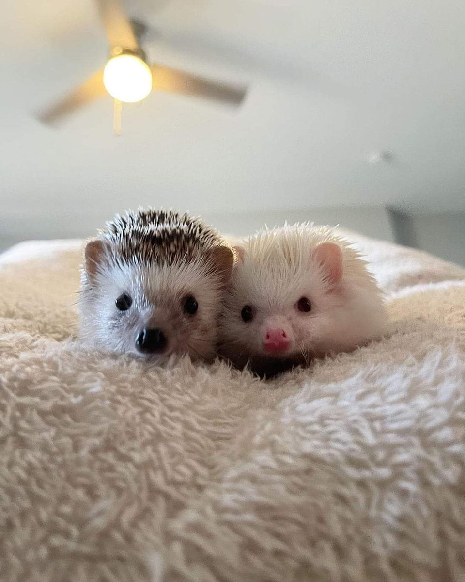 yaoiRat_'s tweet photo. Gallirei hedgehogs 🦔 https://t.co/BqQ5975Ppe