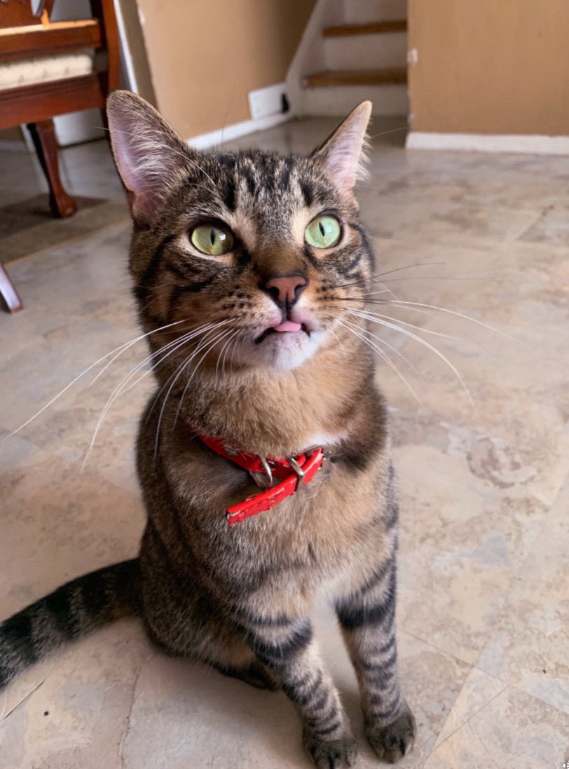 LilsLuluboo's tweet photo. Happy Tongues out Tuesday!!😛 #CatsOfTwitter #CatsOnTwitter https://t.co/9M7CUQsk0t
