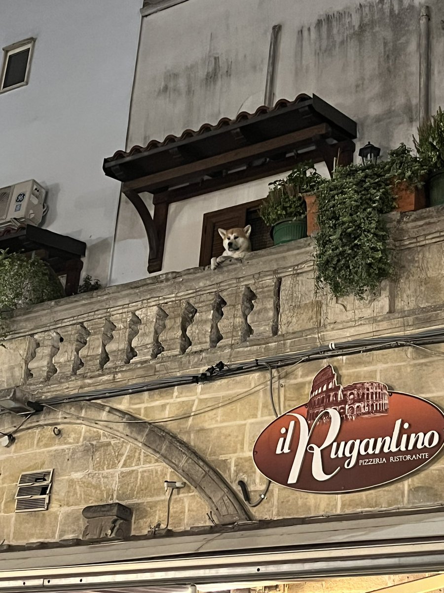 When you get that feeling that you are being watched while you’re eating #pizza #Puglia #gorgeouspooch