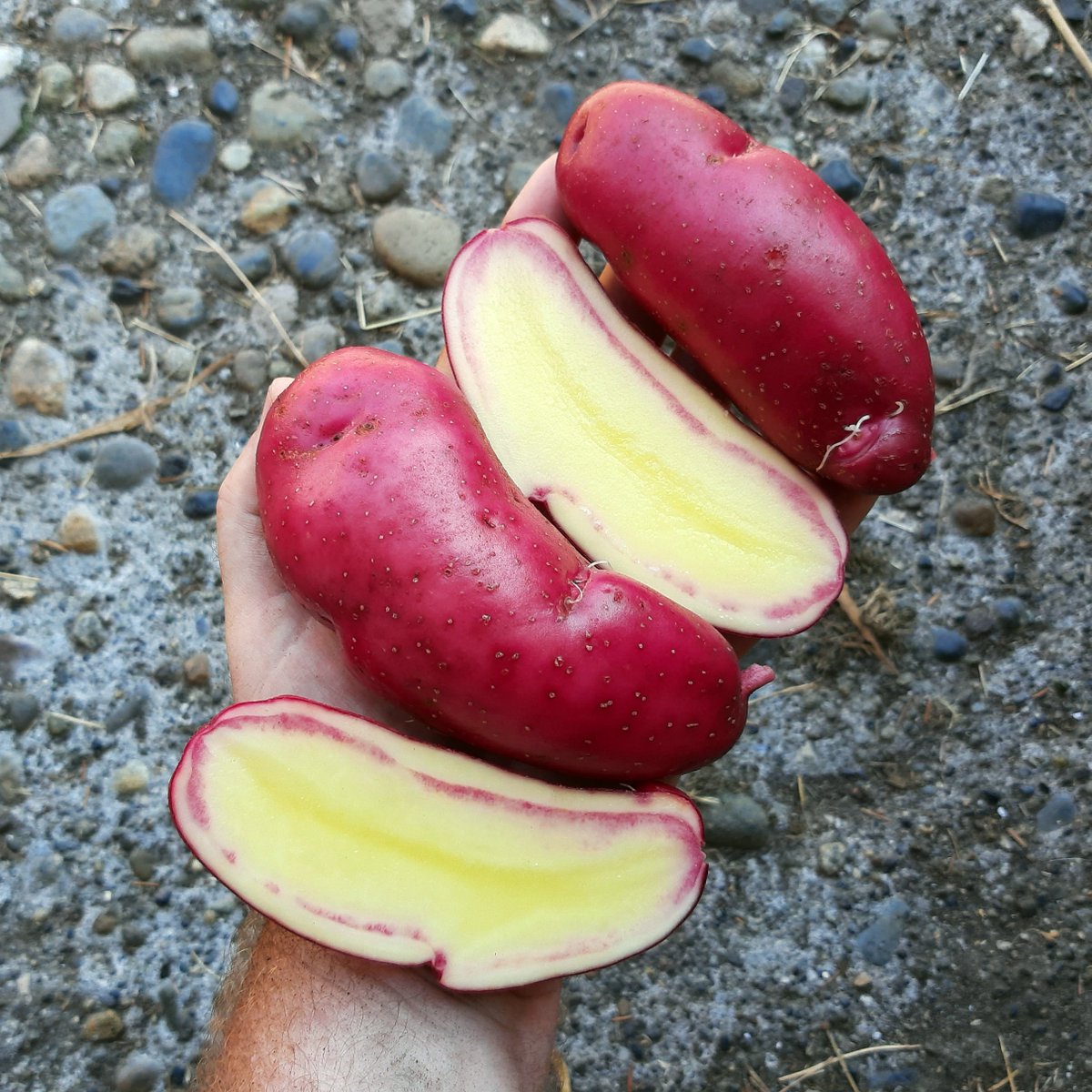 Cultivariable's tweet photo. Another keeper, although I am a little disappointed with this one because it was showing some scab despite two resistant parents.  This is BS278 x Bloody Banana, a tuberosum haploid crossed with a domesticated diploid variety. https://t.co/0VIdmO9kQU