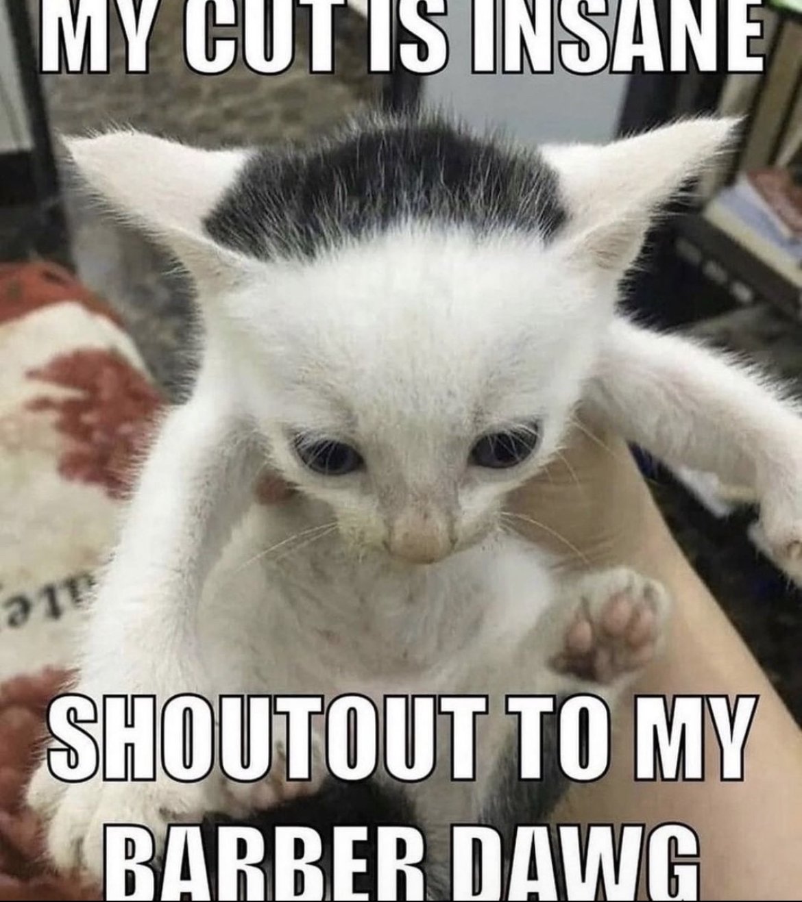 cat-society-on-twitter-https-t-co-lh9kwzc1x5-twitter