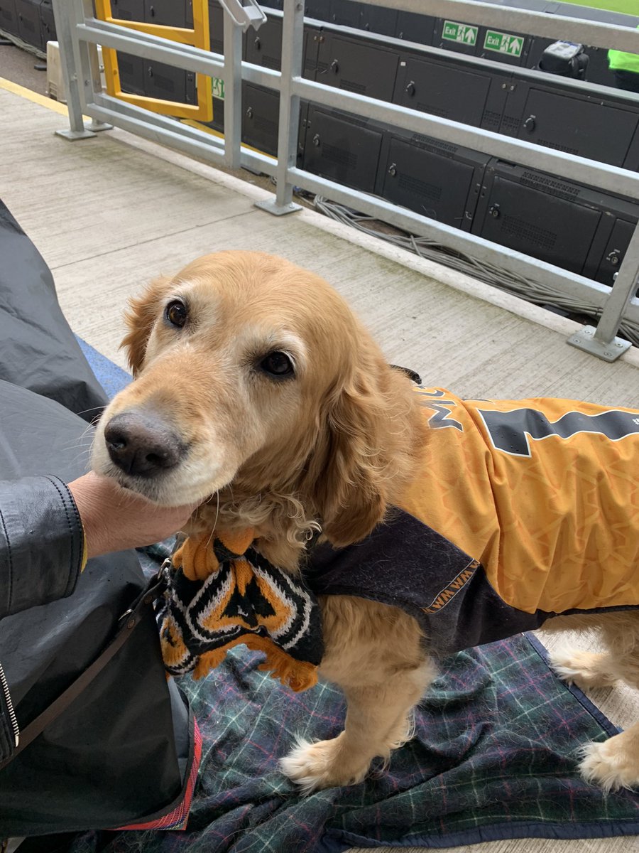 wolvesfancast's tweet photo. #IStandWithBarley 🐺🐕

Keep Barley in the Southbank! https://t.co/ez0nPNFeLE