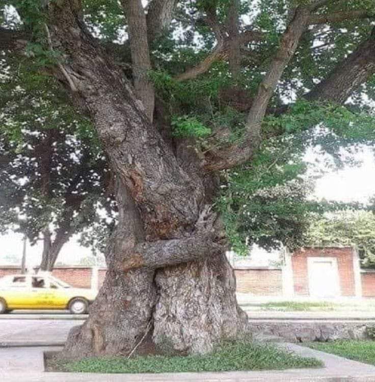 Well I couldn't end the day with a grumpy tree <a href="/zombiestitcher/">🌱 🐈 Annette 🧵 🧟‍♀️</a> so how about trees hugging 😊