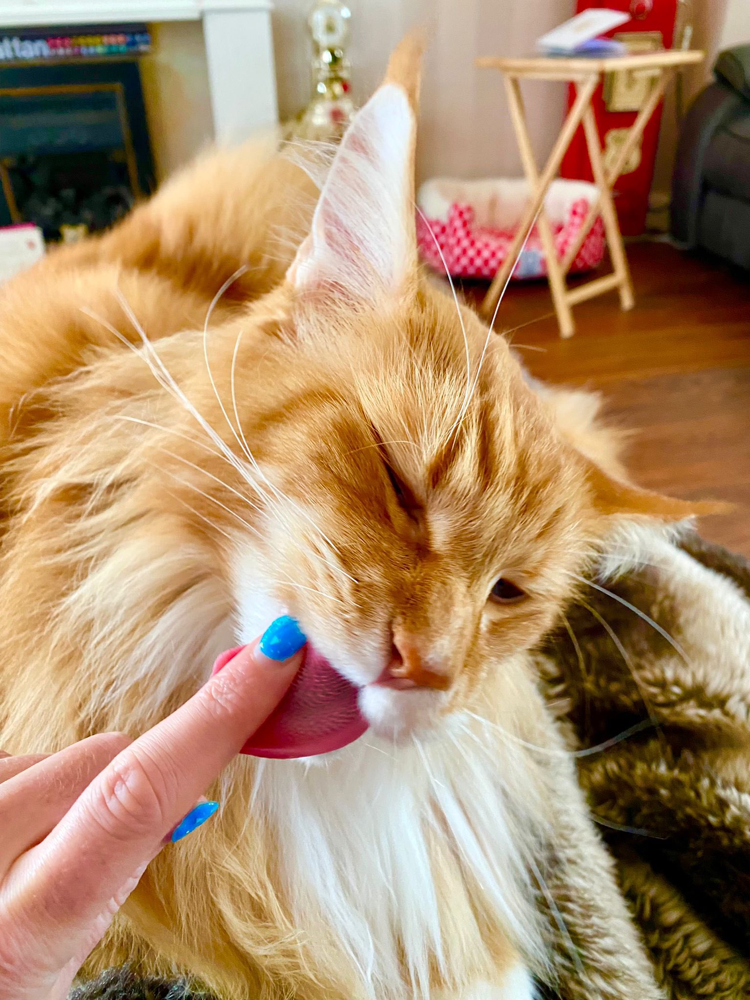 Buddy & Gizmo 🦁🦁 on Twitter "Gizmo thought he’d try removing mum’s