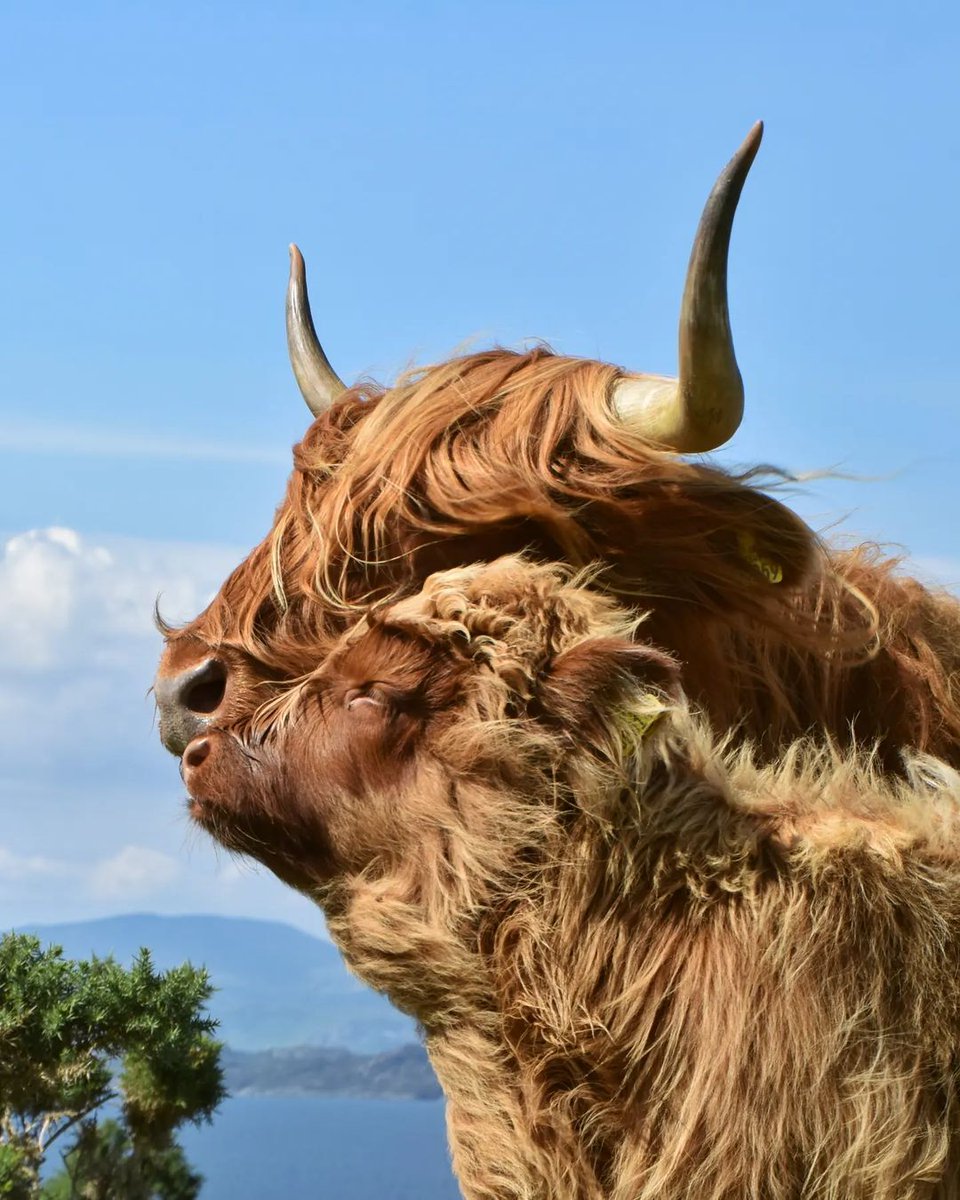 There's nothing sweeter than a wee famooly portrait for #Coosday! 🖼️💕 How cute is this pair?! 😍

📍 Wester Ross, #Highlands 📷 IG/stevie_skye