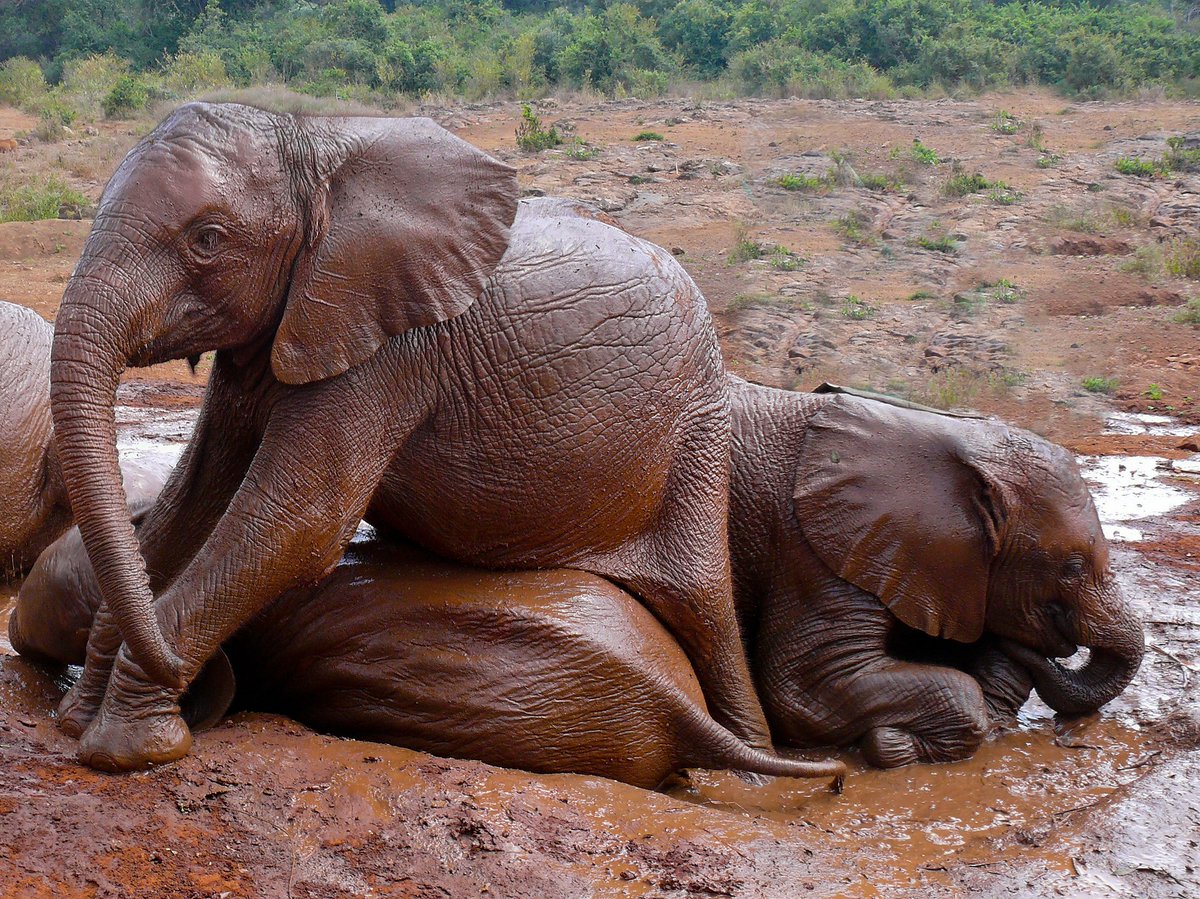Just a heartwarming picture of a group of an elephant mud bath 🐘
 
#DavidSheldrickWildlifeTrust #Nairobi