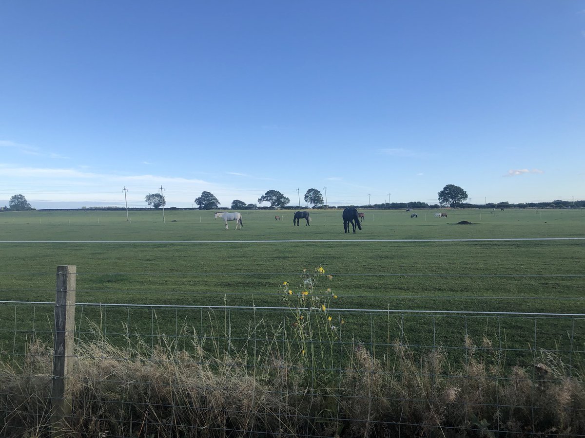 Bully_HVFC's tweet image. 100 mile in Aug COMPLETE!
Needed 0.75 miles to reach 100; went on one of my favoured local walks and notched 5 miles.
104.25 done, still 1 day remaining…
Proud to sport my new @FineDandi T-shirt for tonight’s completion walk.
My donation link: gofund.me/e37a2cd7