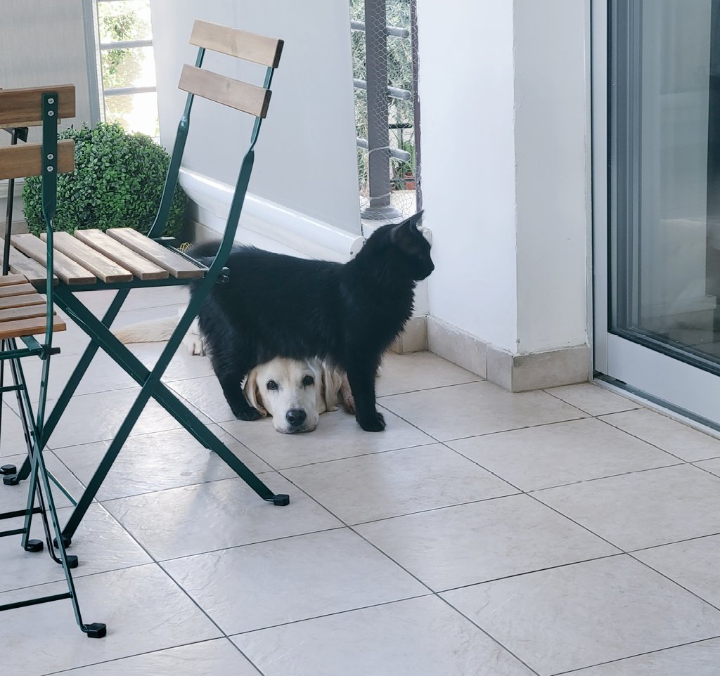 Tokyo2020cat's tweet photo. #Bellathelab cant get rid of me meowhaha #BestFriends #catsanddogs #cats #CatsOfTwitter #AdoptDontShop #onyourhead #BamBam #BOSS #catrule #tuesdayvibe #PawsUp https://t.co/vUhJqT8mX2
