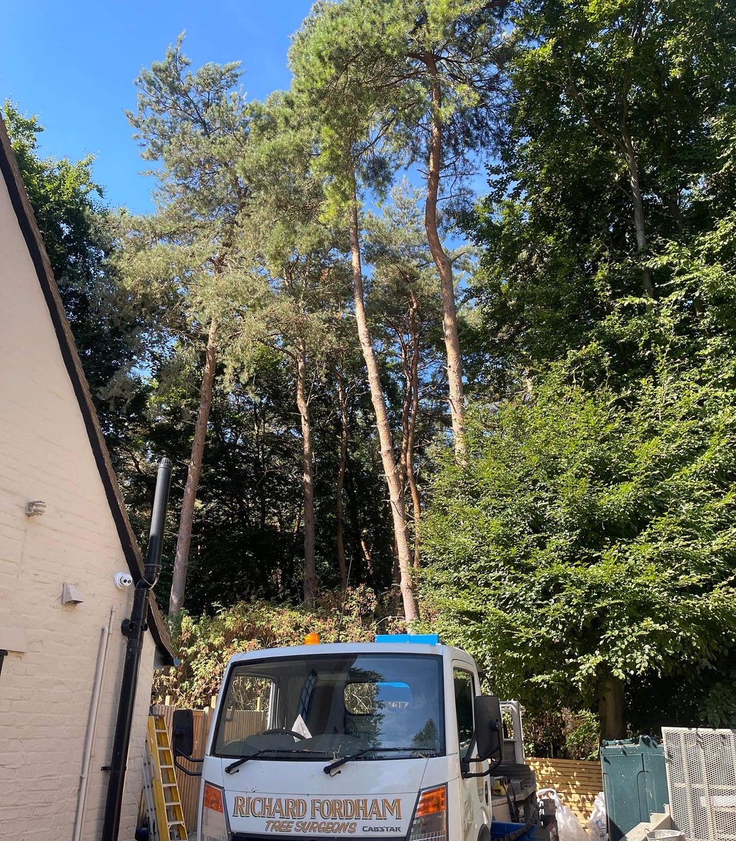 RFTreeSurgeons's tweet photo. Dismantling some tricky pine trees over hanging multiple gardens in Felsted. https://t.co/hCgDeV6McW https://t.co/6fMK9OasUe