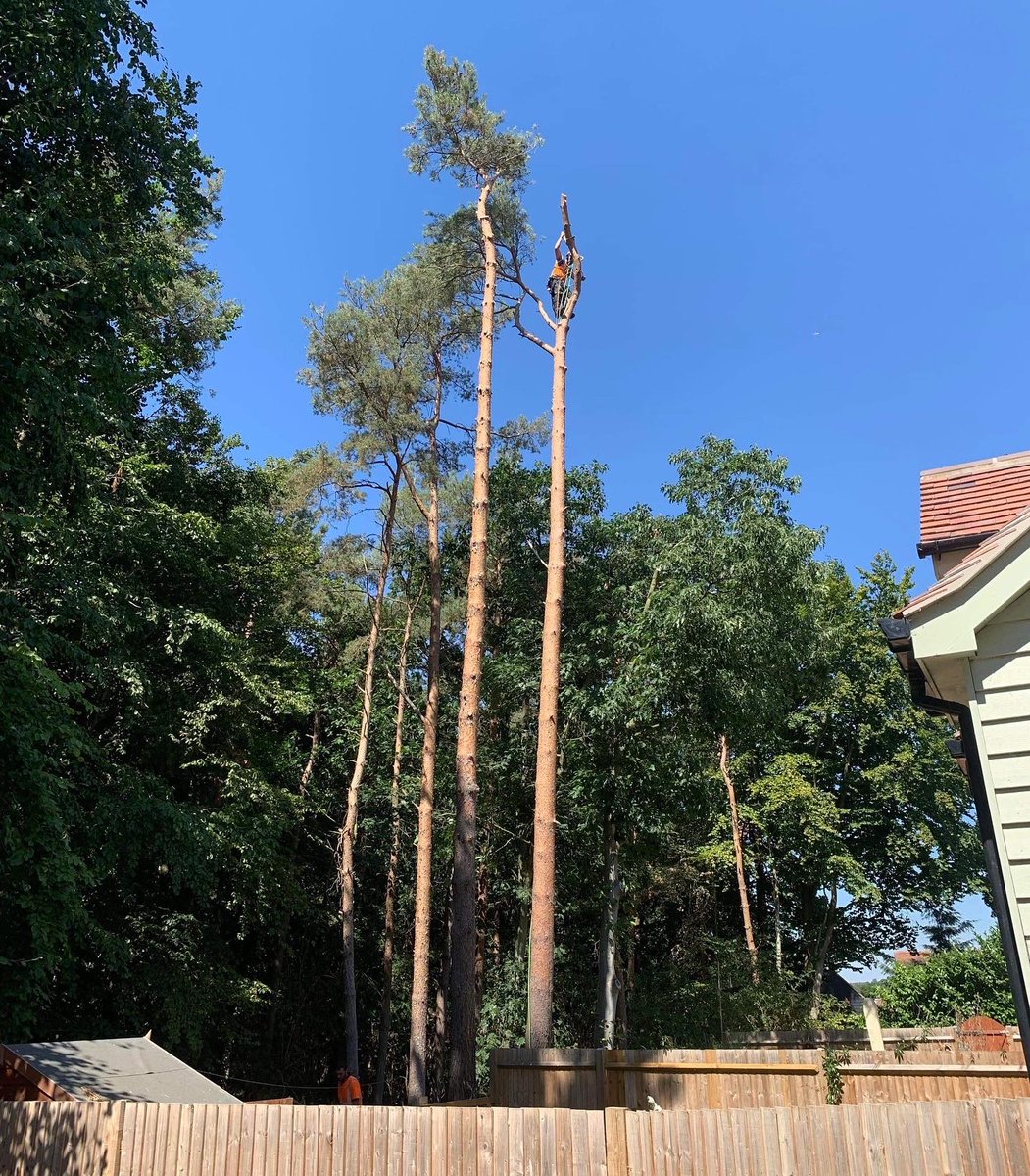 RFTreeSurgeons's tweet photo. Dismantling some tricky pine trees over hanging multiple gardens in Felsted. https://t.co/hCgDeV6McW https://t.co/6fMK9OasUe