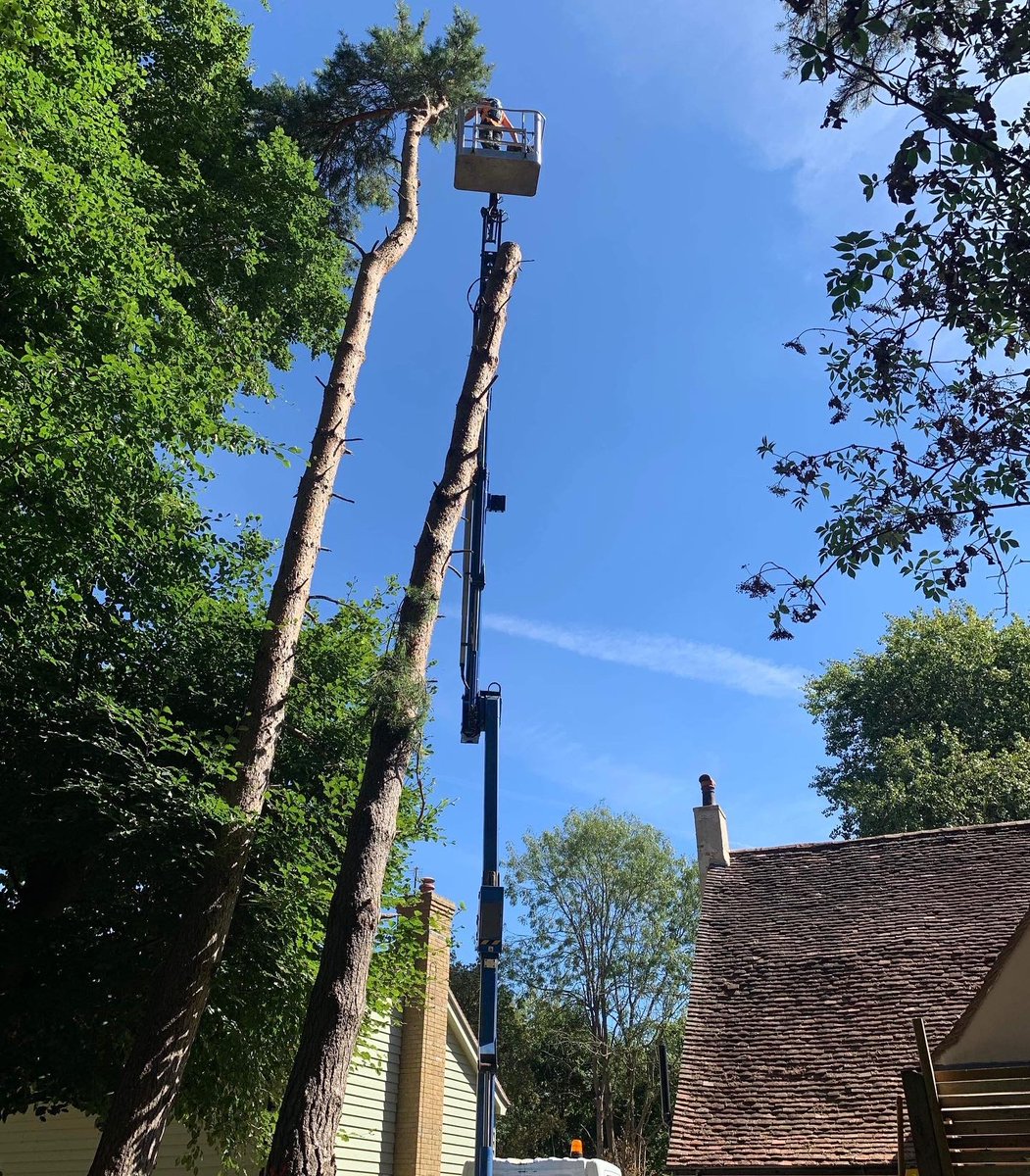 RFTreeSurgeons's tweet photo. Dismantling some tricky pine trees over hanging multiple gardens in Felsted. https://t.co/hCgDeV6McW https://t.co/6fMK9OasUe