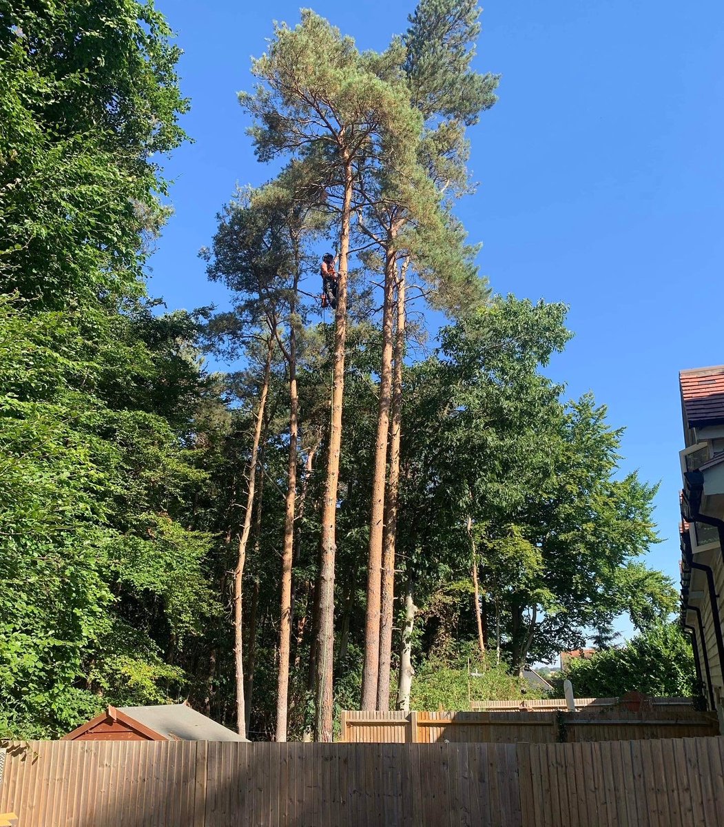 RFTreeSurgeons's tweet photo. Dismantling some tricky pine trees over hanging multiple gardens in Felsted. https://t.co/hCgDeV6McW https://t.co/6fMK9OasUe