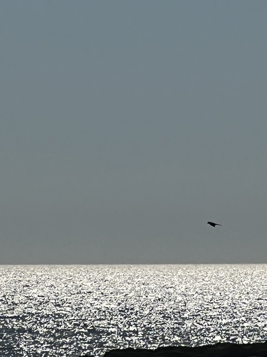 RevAnneCapeAnn's tweet photo. #Blue Flight. Morning prayers. #EasternPoint https://t.co/V9jehQYnaY