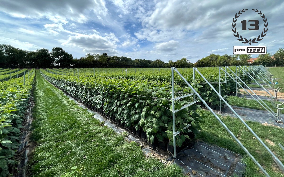 ProTechFuture's tweet image. Raspberry propagation system consisting of two layers of bespoke wire mesh, supporting posts, end kits , clips and clamps. 

protech.team

#growingsystems #raspberrygrower #Protech #softfruit