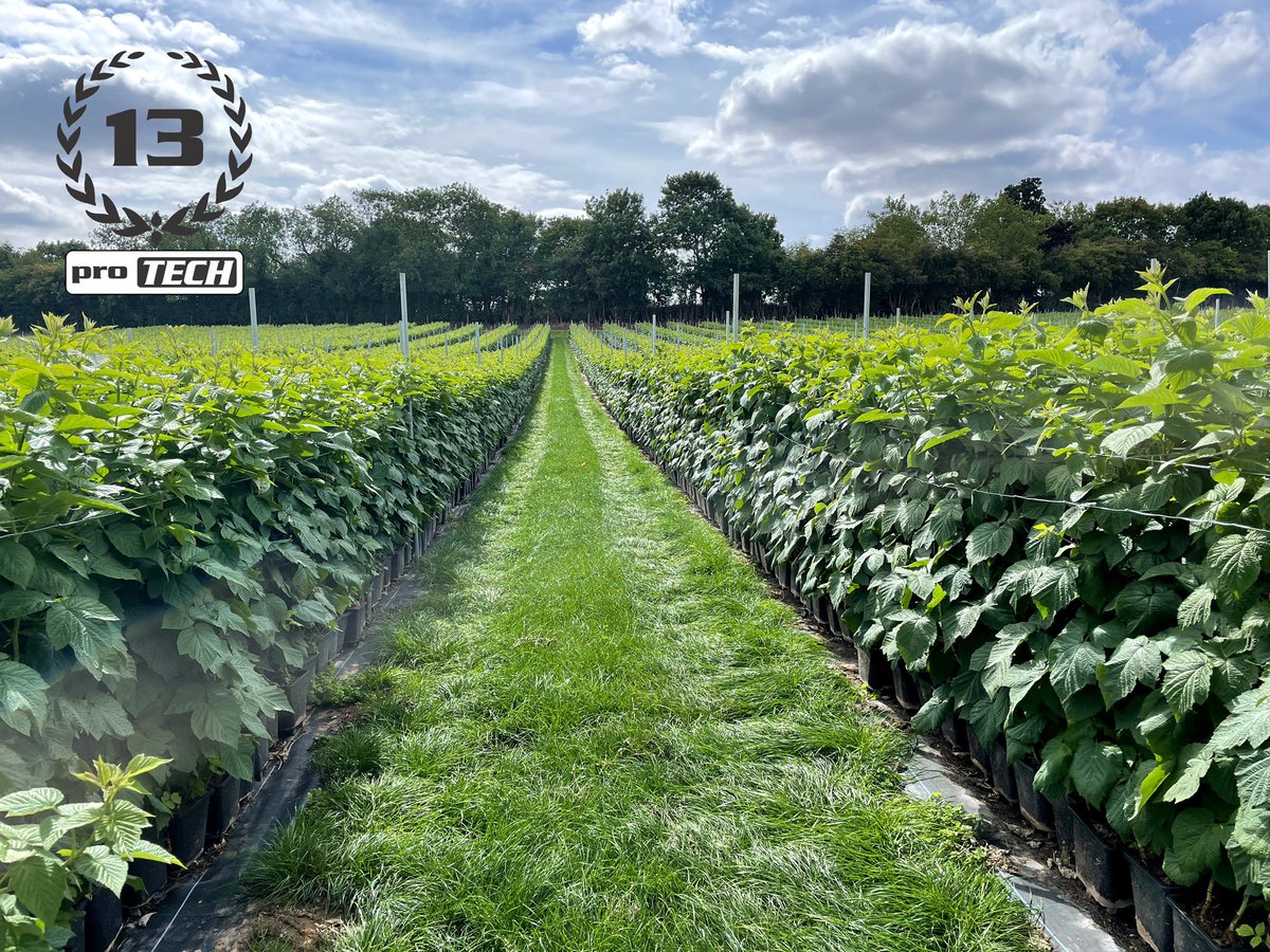 ProTechFuture's tweet image. Raspberry propagation system consisting of two layers of bespoke wire mesh, supporting posts, end kits , clips and clamps. 

protech.team

#growingsystems #raspberrygrower #Protech #softfruit